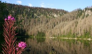 Plechý a Plešné jezero Plechý a Plešné jezero