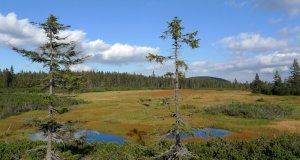 Vyhlídková věž Černohorské rašeliniště